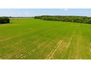 TRACT 81 - ILLINOIS LAND AUCTION - 4,810+/- ACRES OFFERED IN 85 TRACTS IN FRANKLIN, WILLIAMSON, HAMILTON & SALINE COUNTIES, ILLINOIS